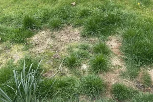 Patchy lawn area with a large brown dead spot surrounded by clumps of tall, healthy green grass, showing uneven growth and signs of thinning or damage.