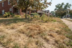A residential lawn with widespread dry, brown grass and patchy turf in front of suburban homes, showing clear signs of drought stress and inadequate watering during hot summer weather in Cincinnati, OH.