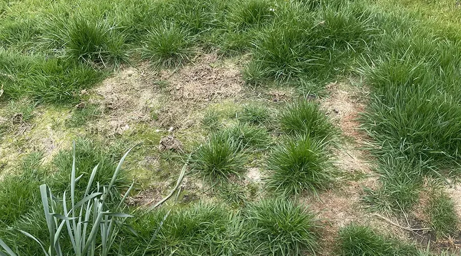 Patchy lawn area with a large brown dead spot surrounded by clumps of tall, healthy green grass, showing uneven growth and signs of thinning or damage.