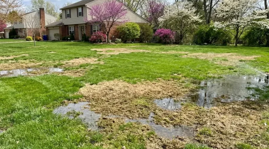 Uneven lawn watering in Cincinnati with standing water, soggy grass, and brown patches caused by poor sprinkler coverage and drainage issues