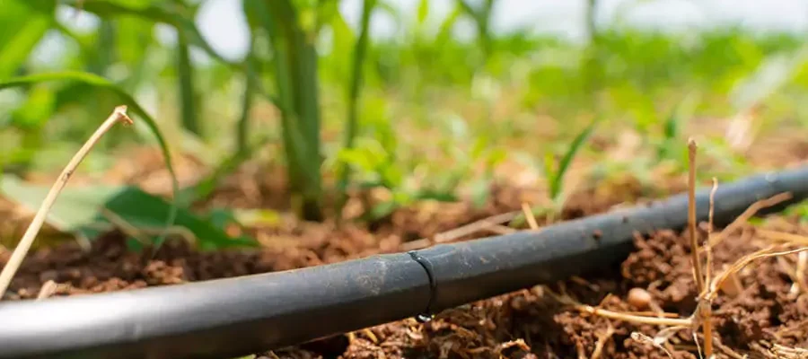 Drip irrigation installed in a landscape