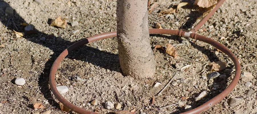 Under the tree, Drip irrigation installed by Expert Irrigation & Outdoor Lighting Company